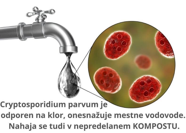 Cryptosporidium parvum je odporen na klor, onesnažuje mestne vodovode