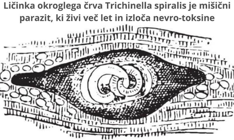 Ličinka Trichinella spiralis je mišični parazit, ki živi več let