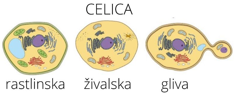 GLIVE so višje razvite celice podobno kot rastlinske in živalske.